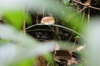  - Bahia Tapaculo