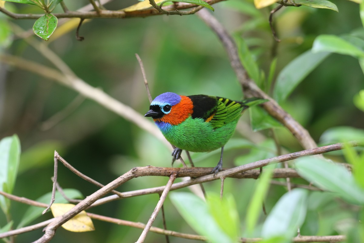 Red-necked Tanager - ML75427371