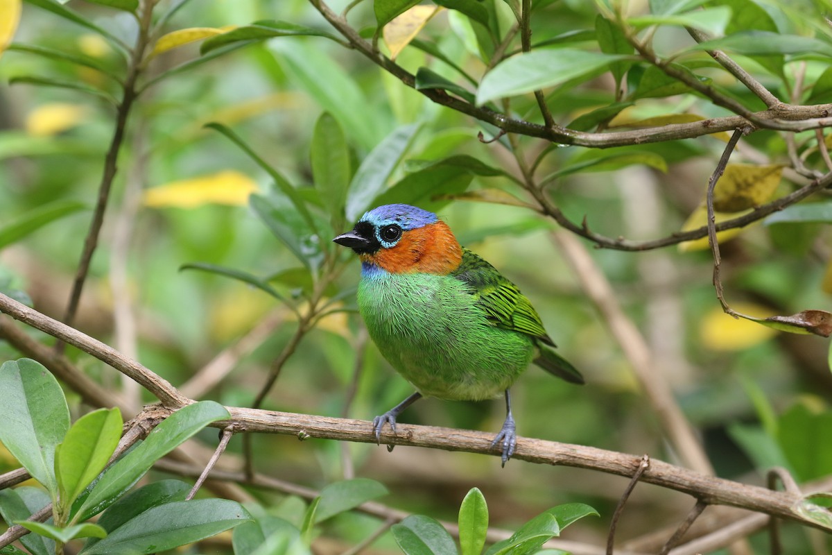 Red-necked Tanager - ML75427401