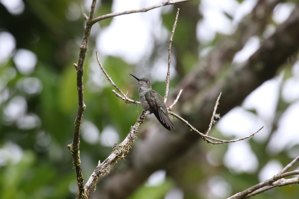 Sombre Hummingbird - ML75427491