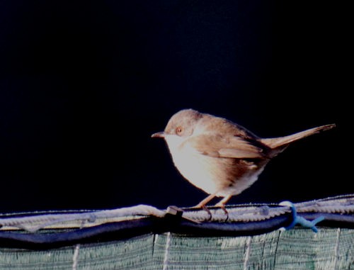 Sardinian Warbler - Carlos André