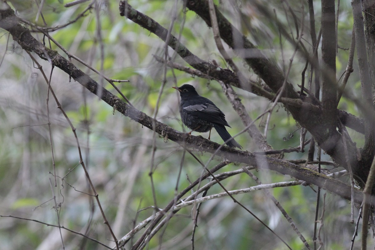 Gray-winged Blackbird - Andrew Pierce