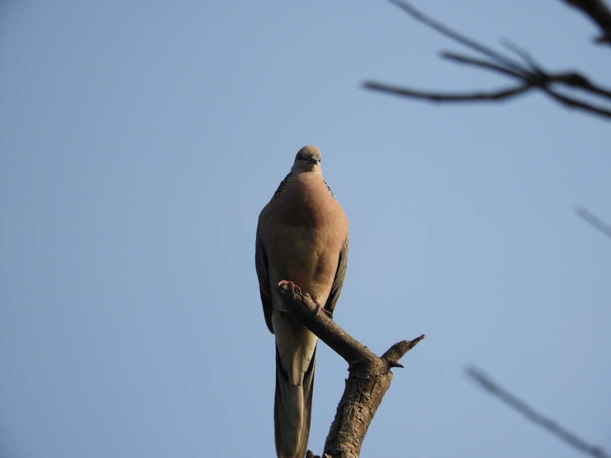 Spotted Dove - ML75431641