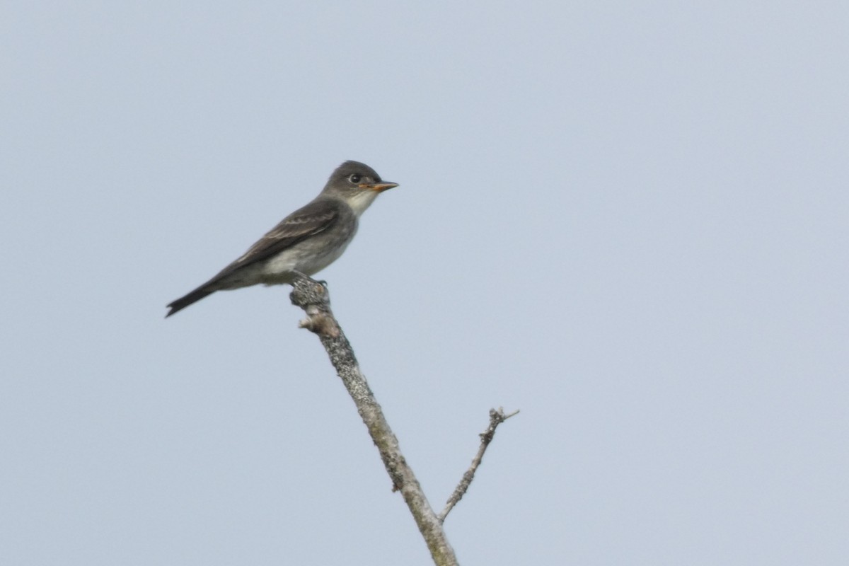 Olive-sided Flycatcher - Rob Edsall