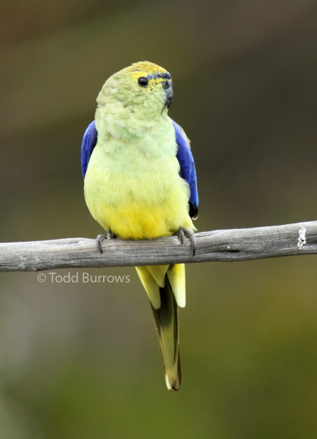 Blue-winged Parrot - Todd Burrows