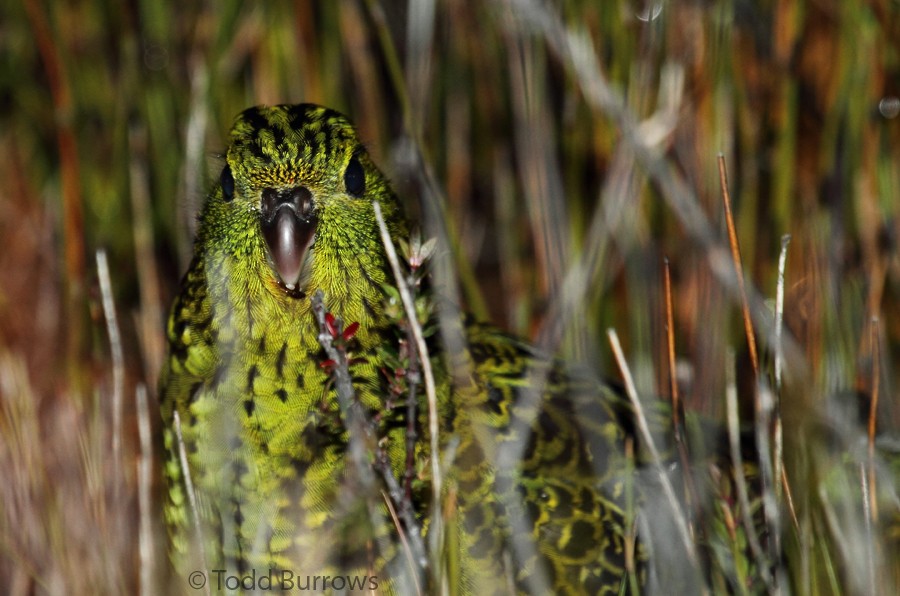 Ground Parrot (Eastern) - Todd Burrows