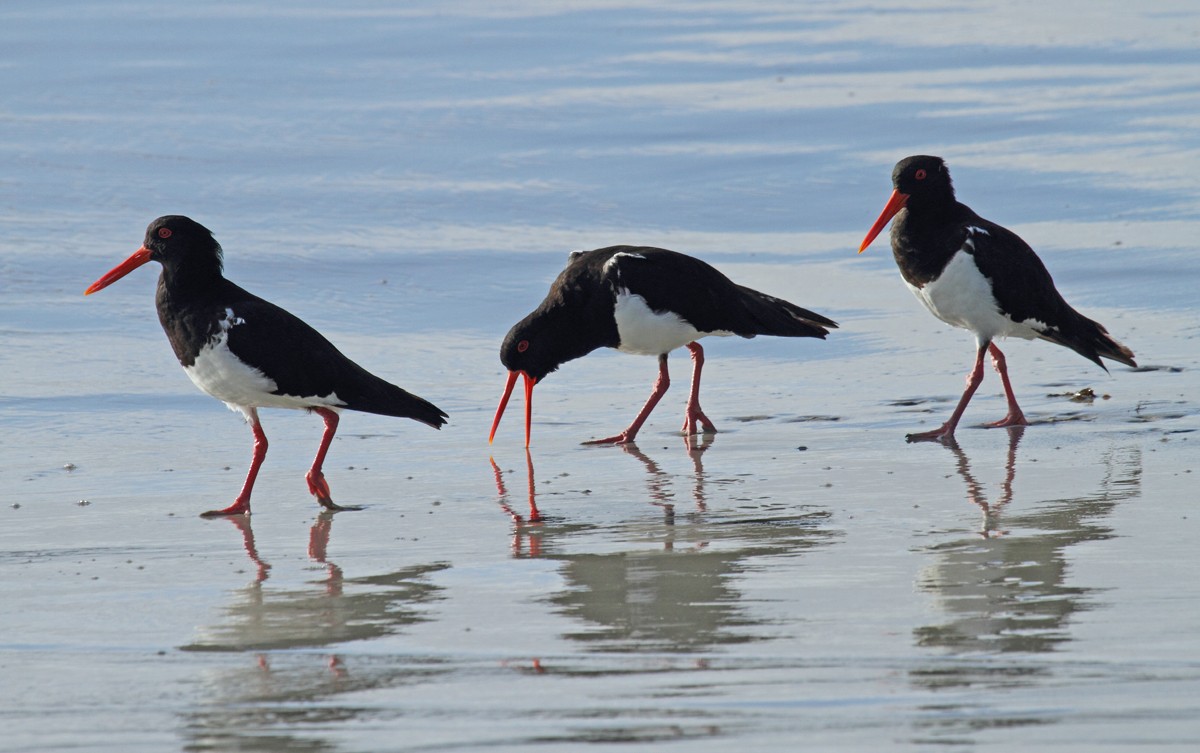Pied Oystercatcher - Todd Burrows