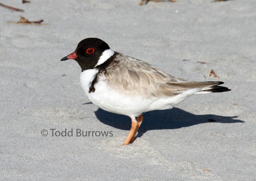 Hooded Plover - Todd Burrows