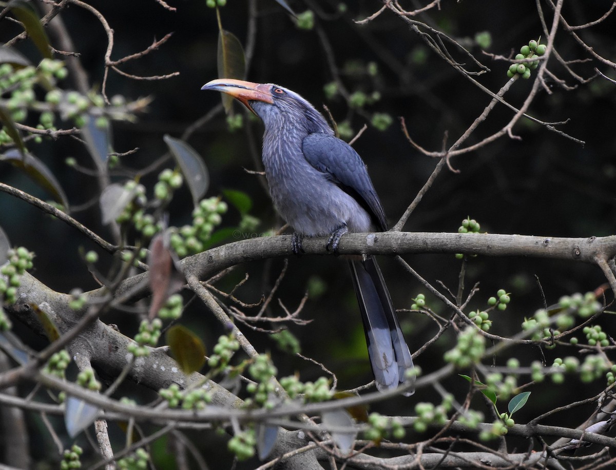 Malabar Gray Hornbill - Rajesh Radhakrishnan