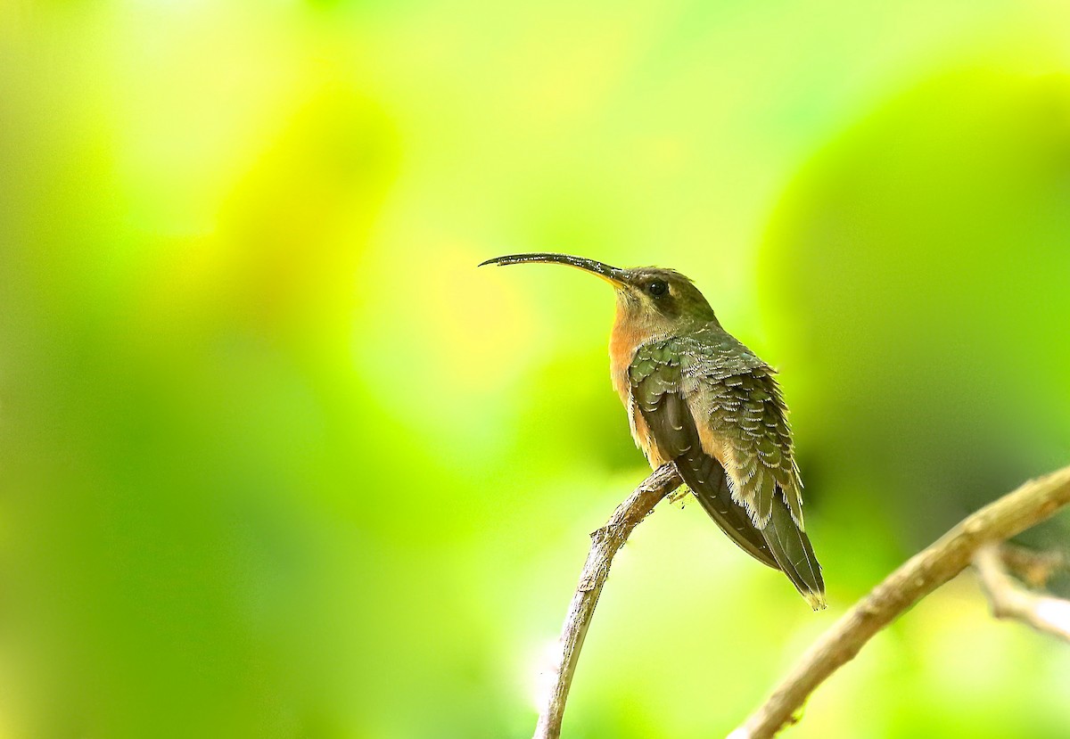 Краснохвостый колибри-отшельник - ML75438691