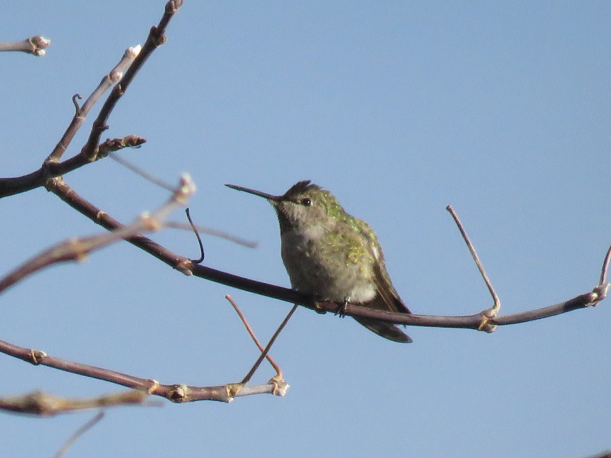 Anna's Hummingbird - ML75439081