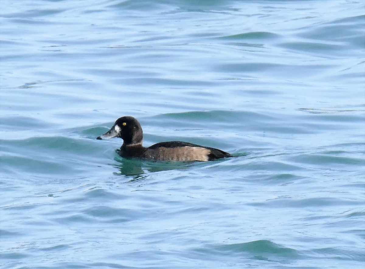 Greater Scaup - ML75440711