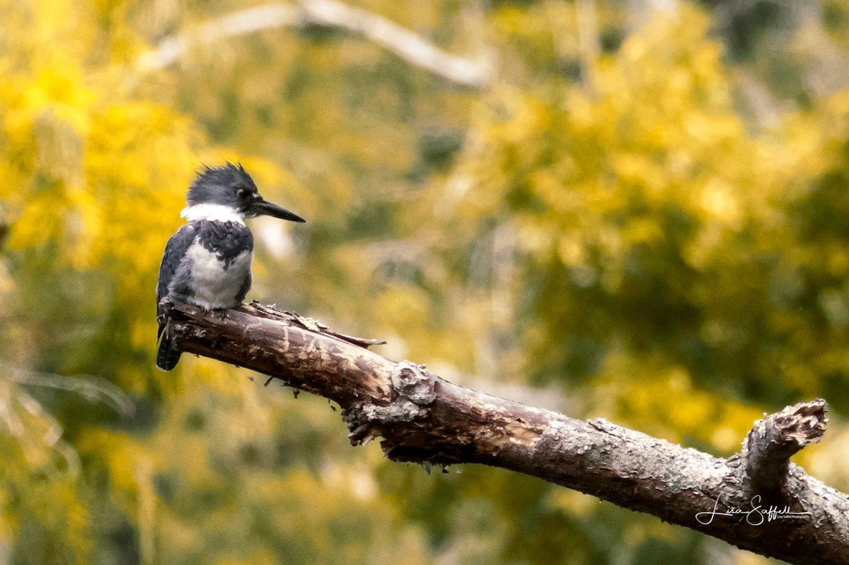 Belted Kingfisher - Lisa Saffell