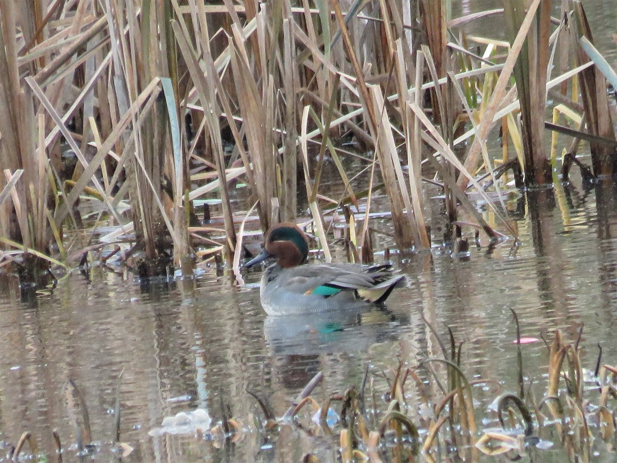 Green-winged Teal - ML75442771