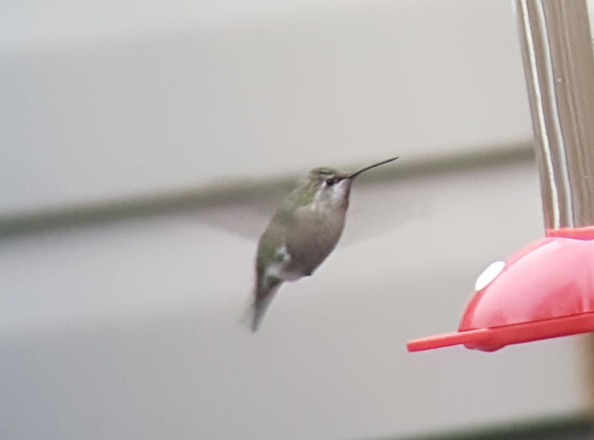 Anna's Hummingbird - ML75443881