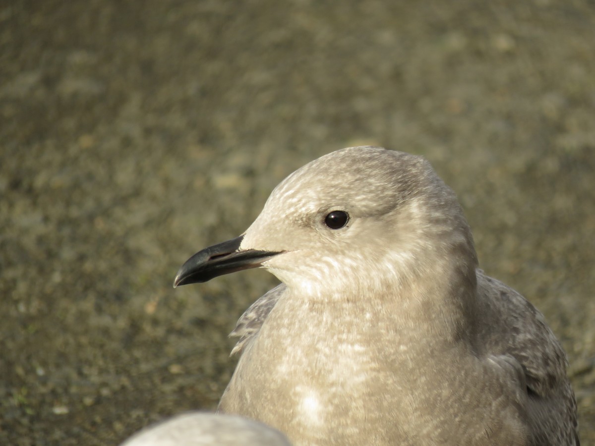 Iceland Gull (Thayer's) - Kai Frueh
