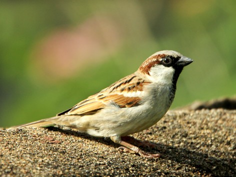 House Sparrow - ML75446941