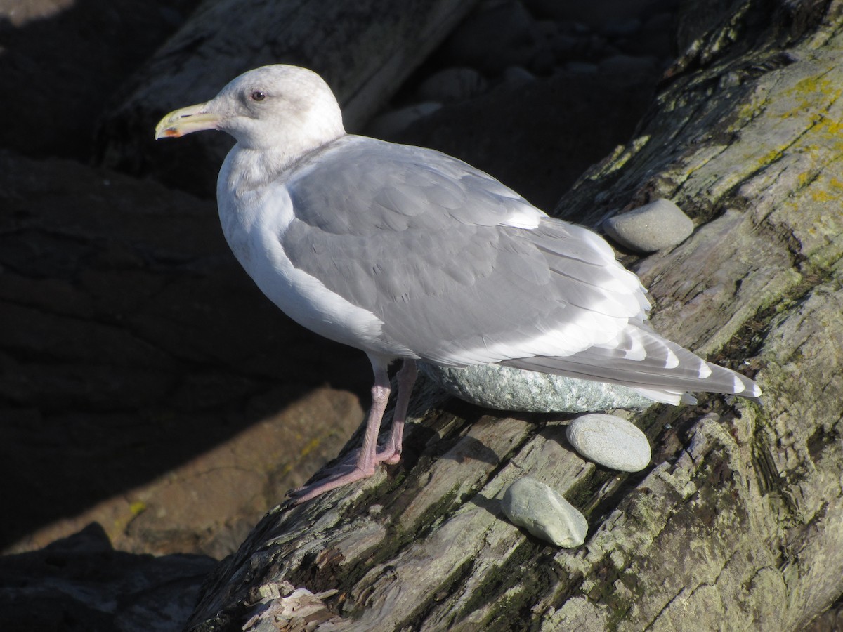 Glaucous-winged Gull - Peter Dunwiddie