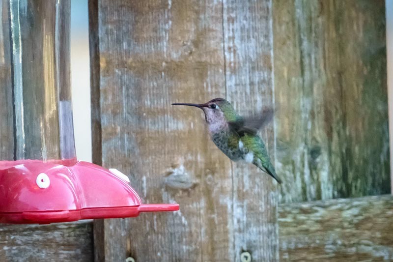 Anna's Hummingbird - ML75448501