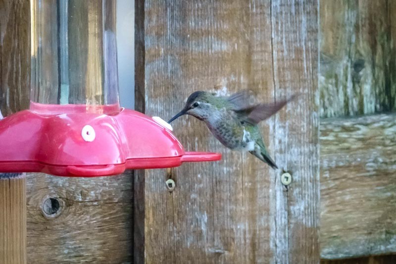 Anna's Hummingbird - ML75448511