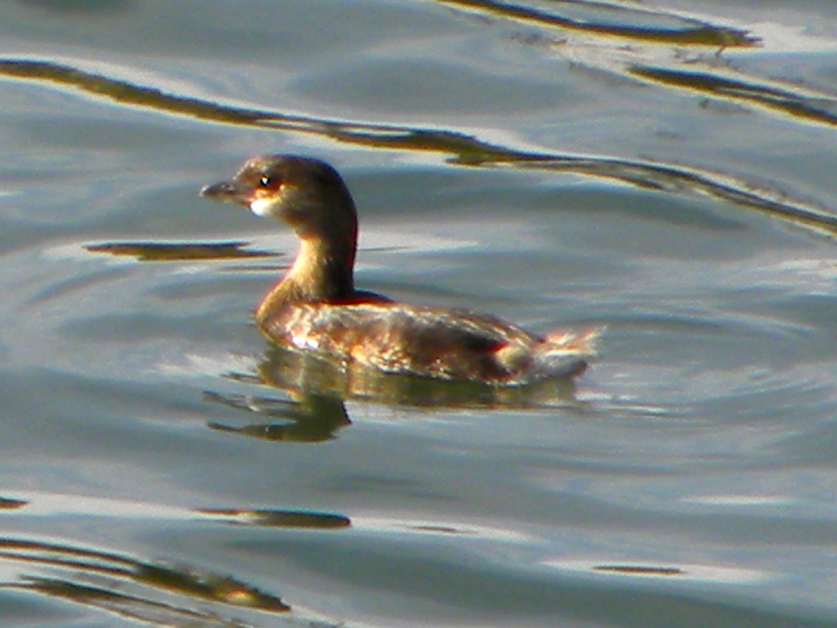 Pied-billed Grebe - Ben Newhouse