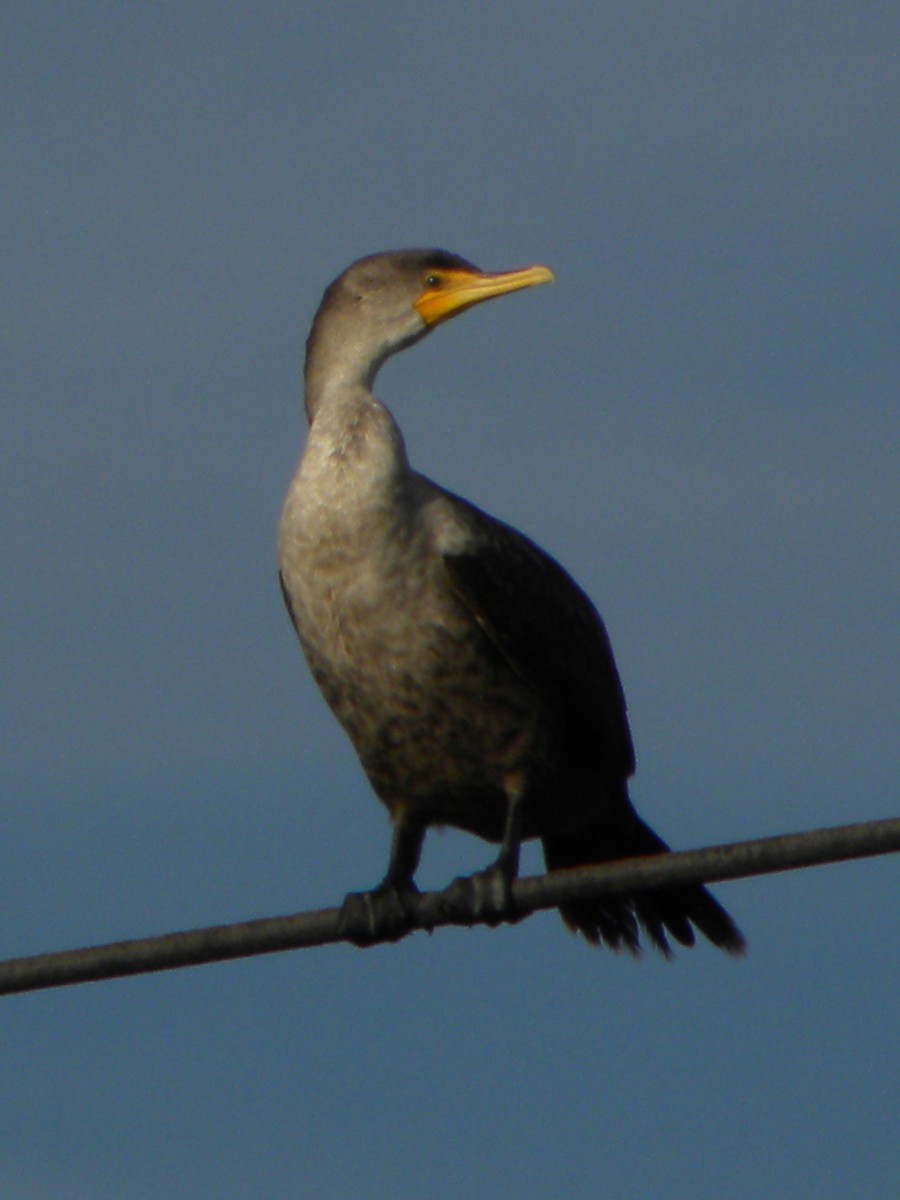 Double-crested Cormorant - Ben Newhouse