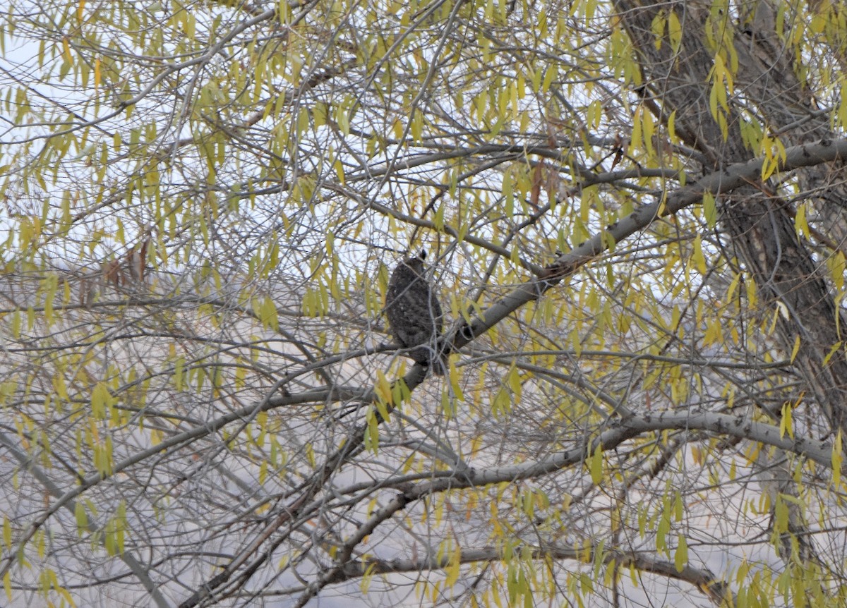 Great Horned Owl - ML75459251