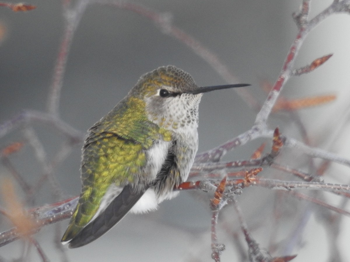 Anna's Hummingbird - Alan Barnard