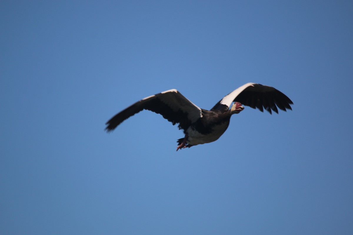 Spur-winged Goose - ML75460351