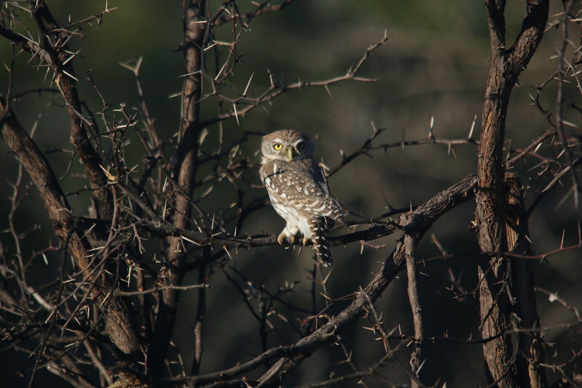 Pearl-spotted Owlet - ML75460801