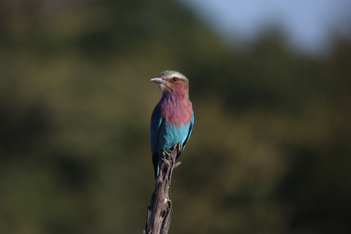 Lilac-breasted Roller - ML75460921