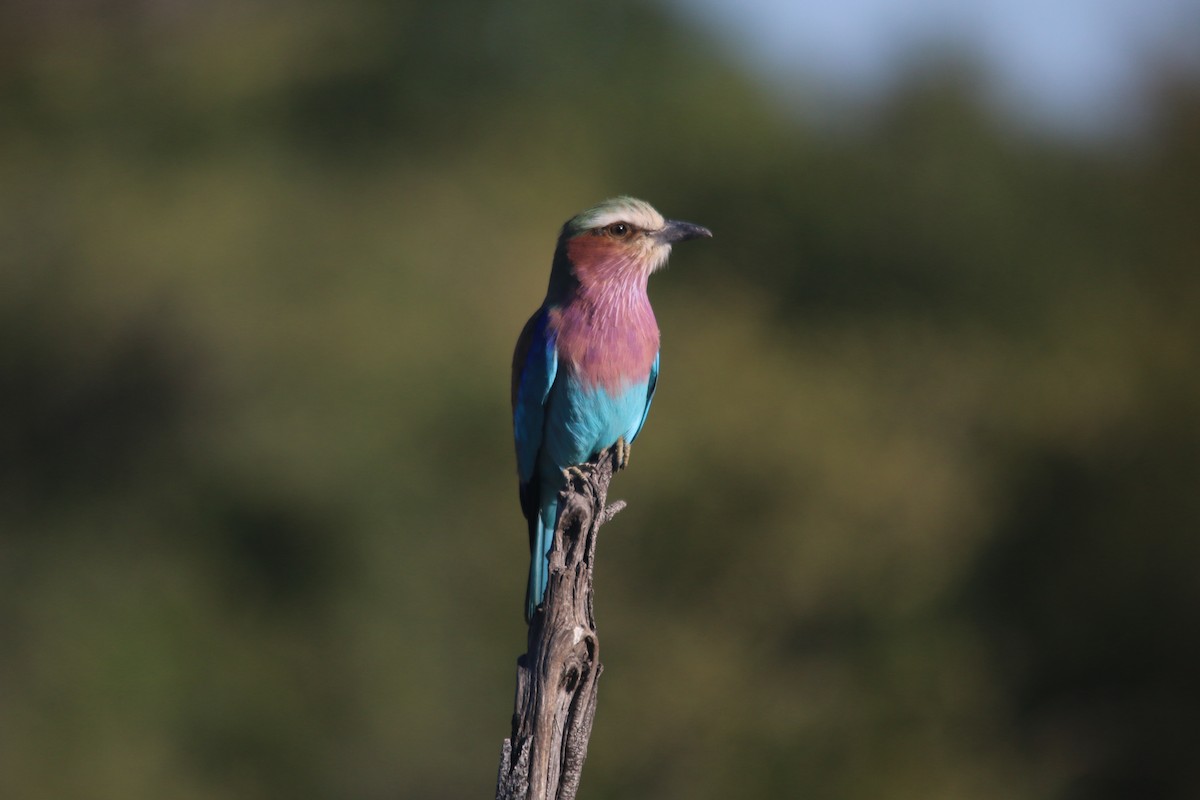 Lilac-breasted Roller - ML75460931