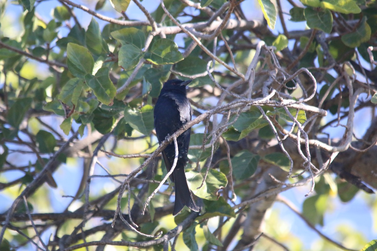Fork-tailed Drongo - ML75461041