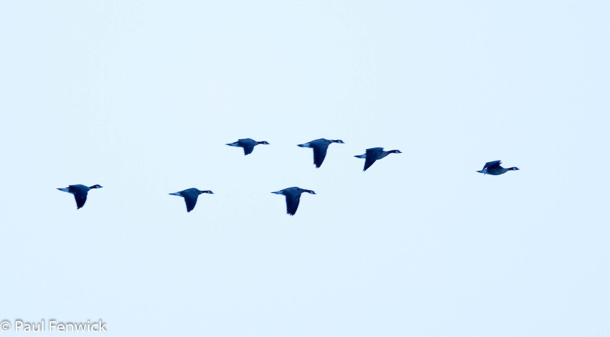 Cackling Goose (Aleutian) - ML75461871