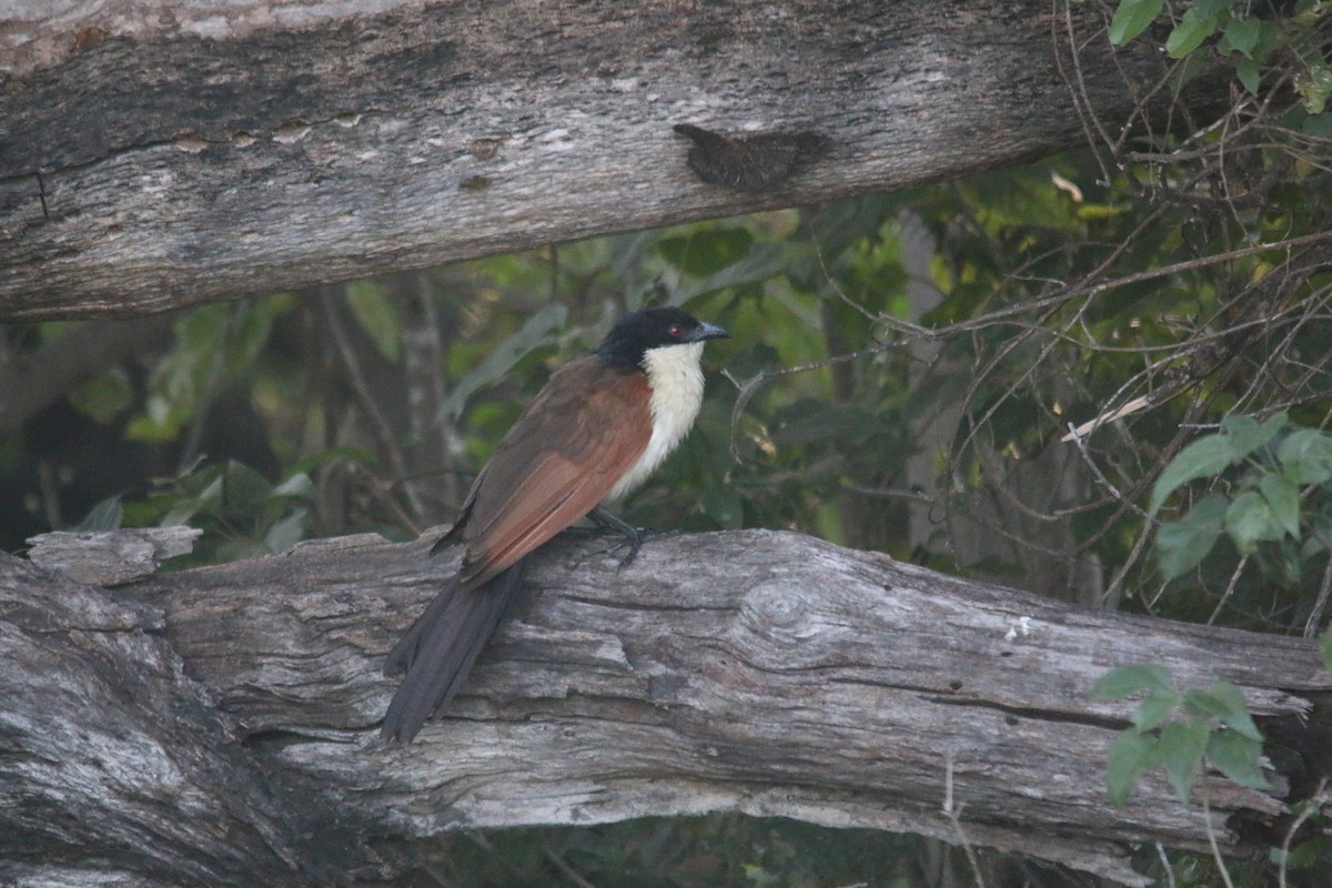 Coppery-tailed Coucal - ML75462081
