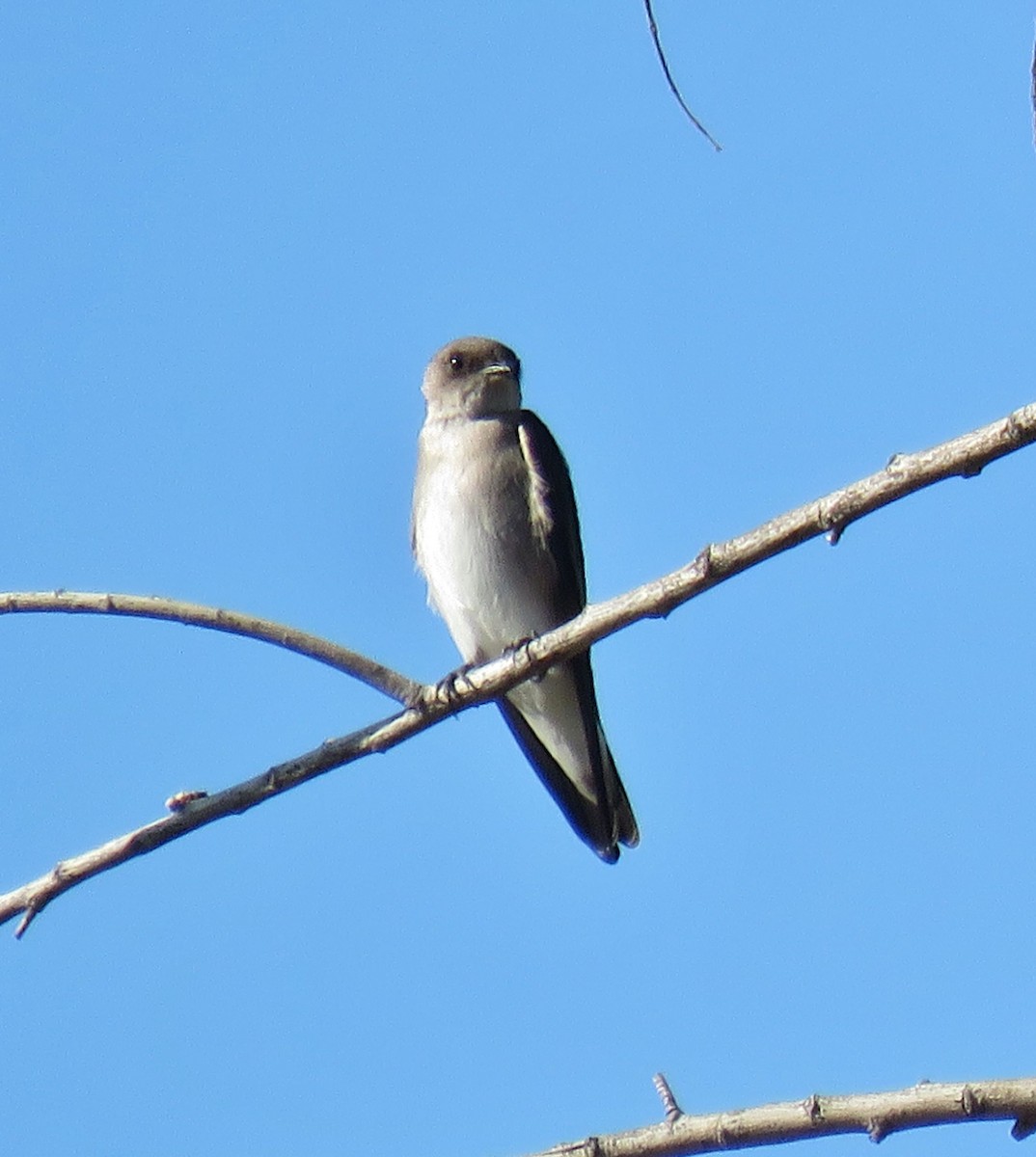 Northern Rough-winged Swallow - Michael Long
