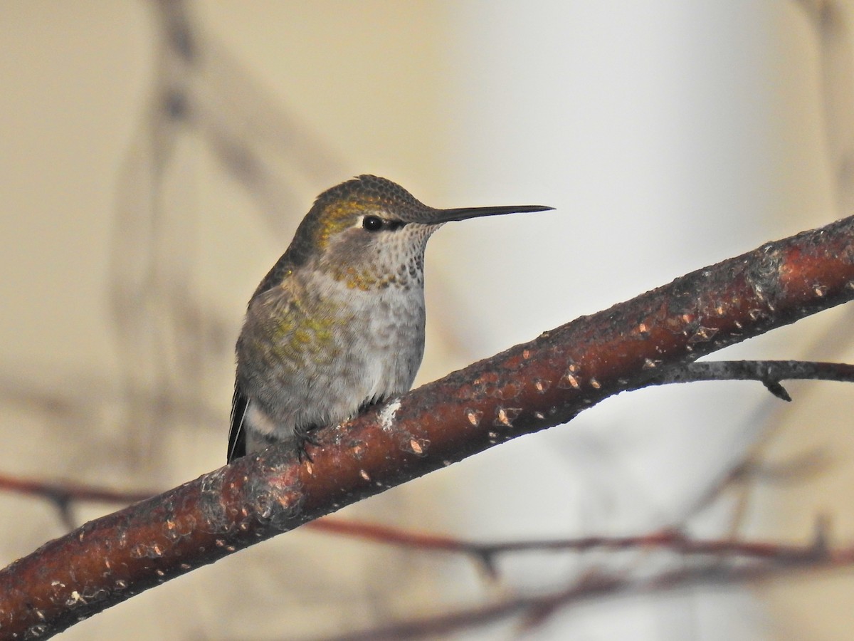 Anna's Hummingbird - ML75462121