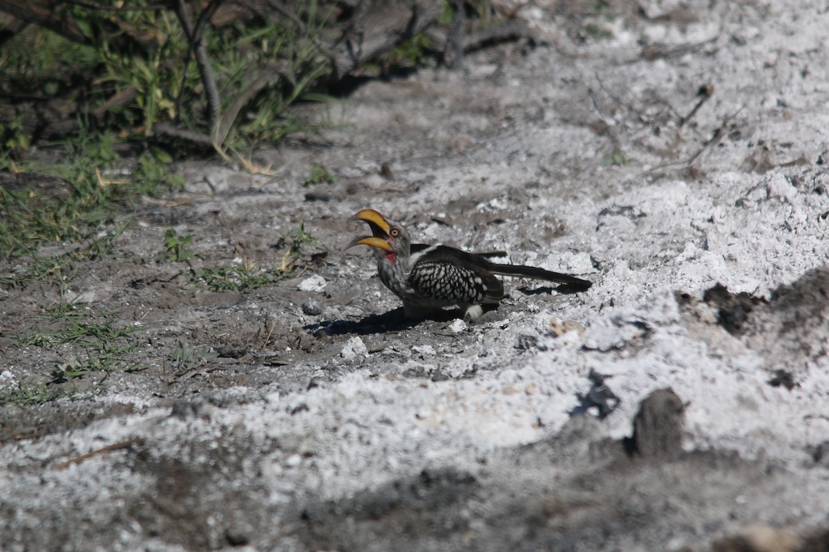 Southern Yellow-billed Hornbill - Dan Fox