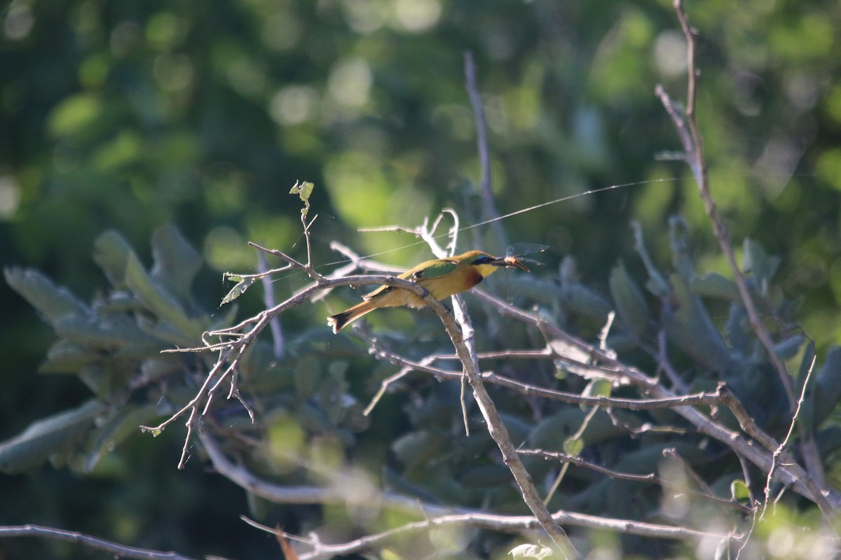 Little Bee-eater - Dan Fox