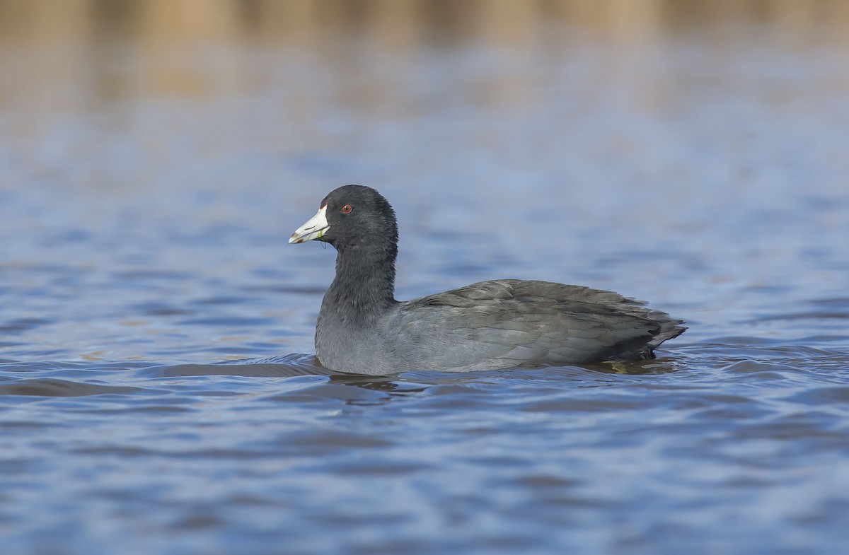American Coot - Ronnie d'Entremont