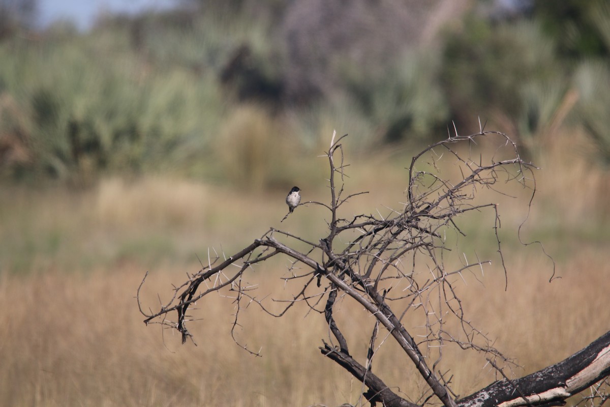 Pearl-breasted Swallow - Dan Fox