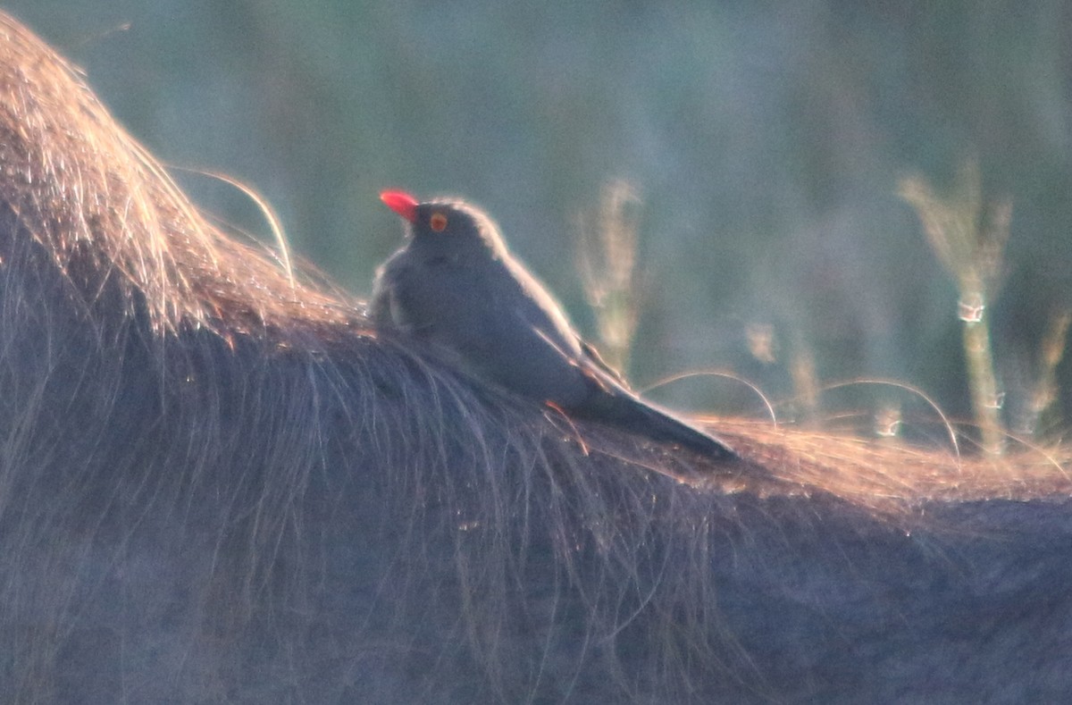 Red-billed Oxpecker - ML75463051