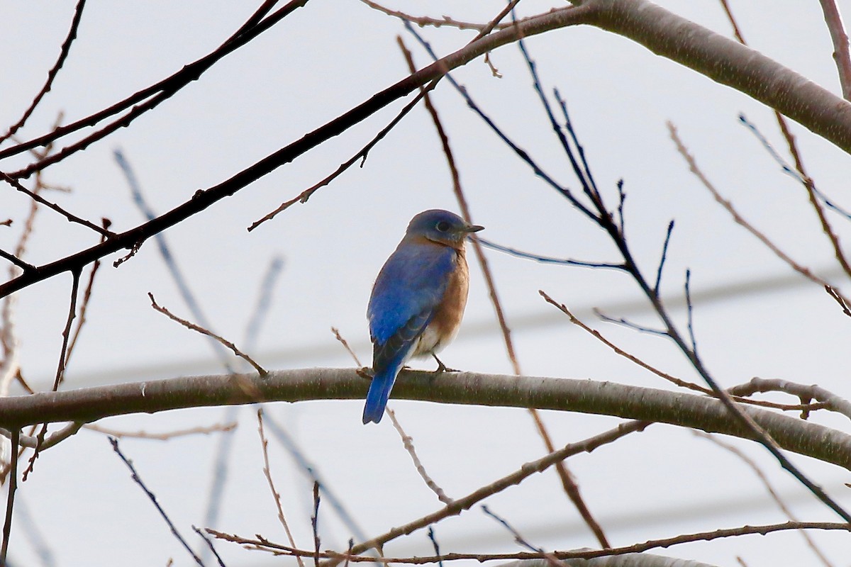 Eastern Bluebird - John Kricher
