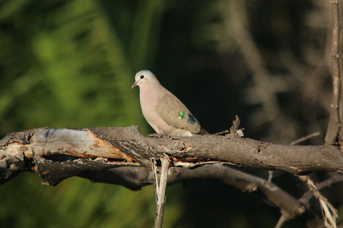Emerald-spotted Wood-Dove - Dan Fox