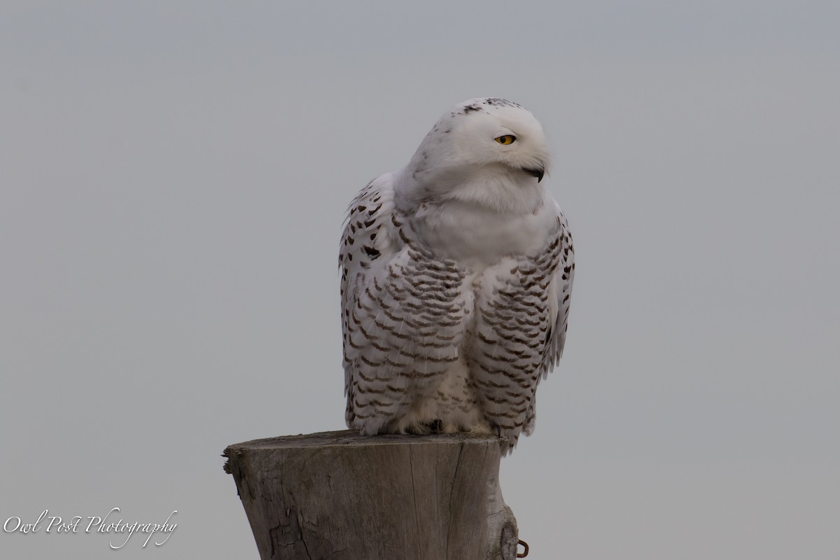 Snowy Owl - Scott Creamer