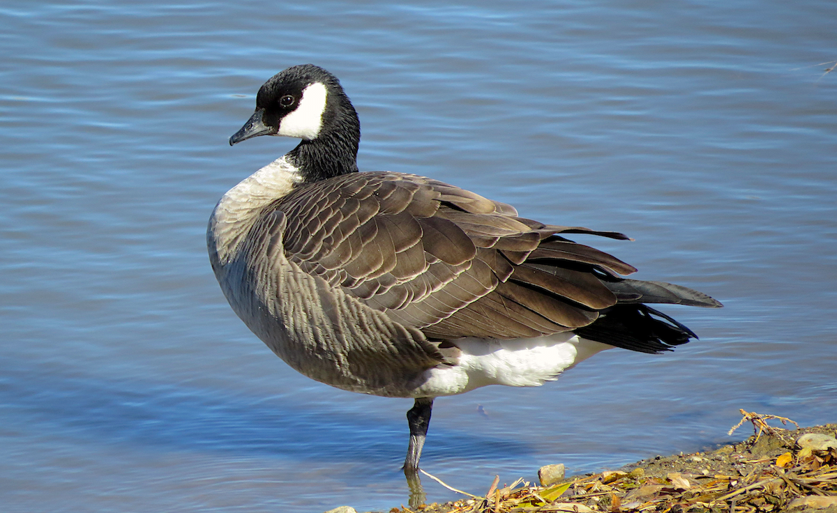 Cackling Goose (Richardson's) - ML75471411