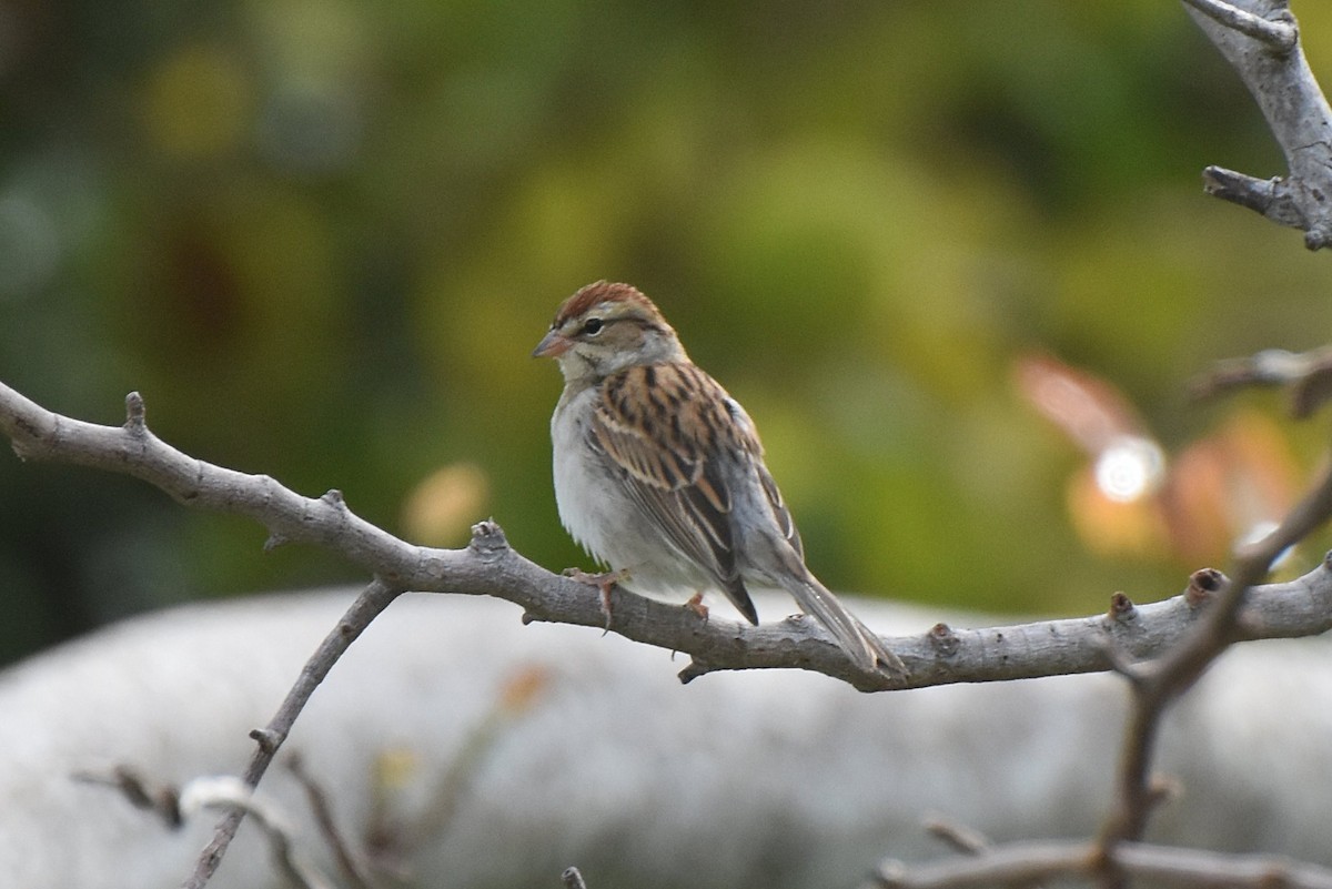 Chipping Sparrow - Mike Ostrowski