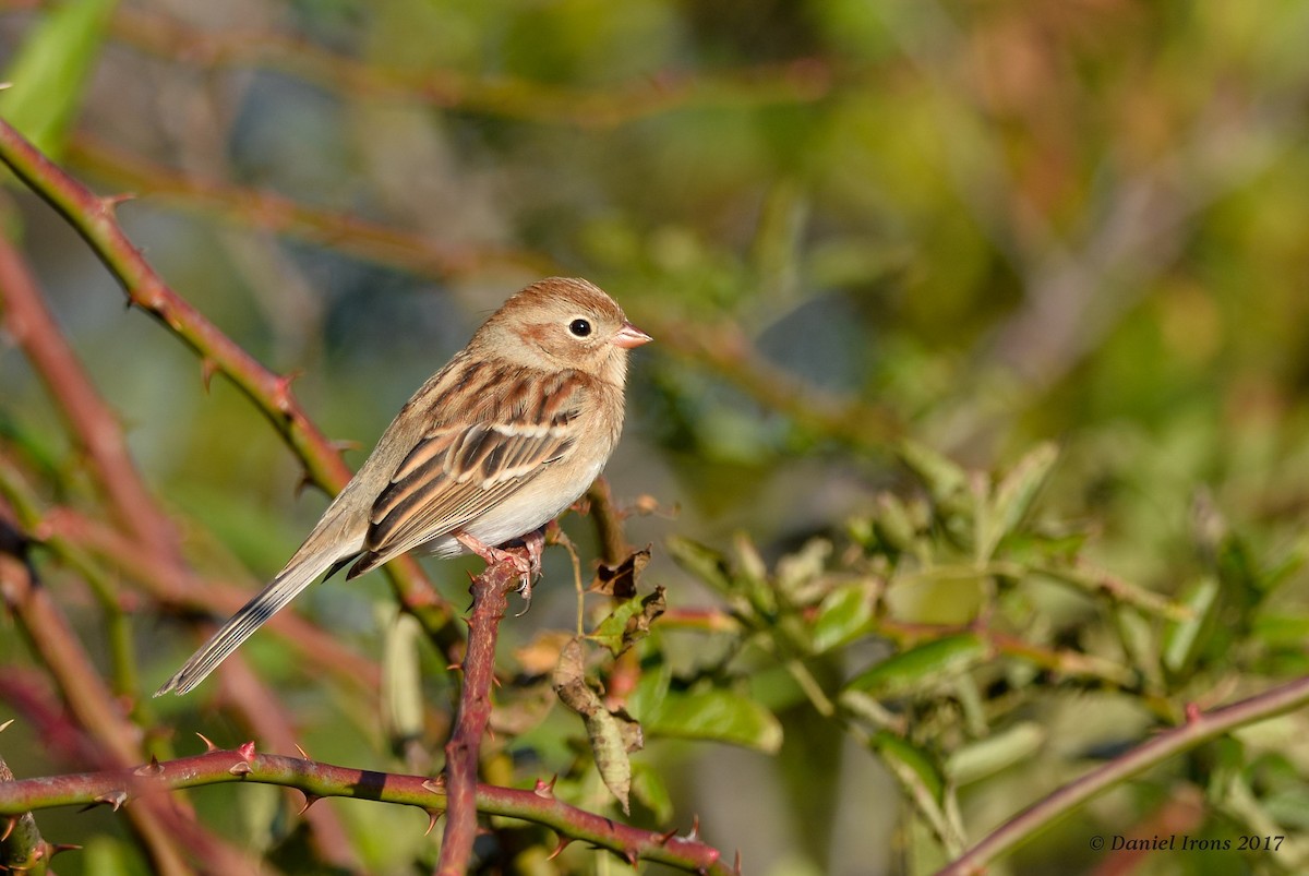 Field Sparrow - Daniel Irons