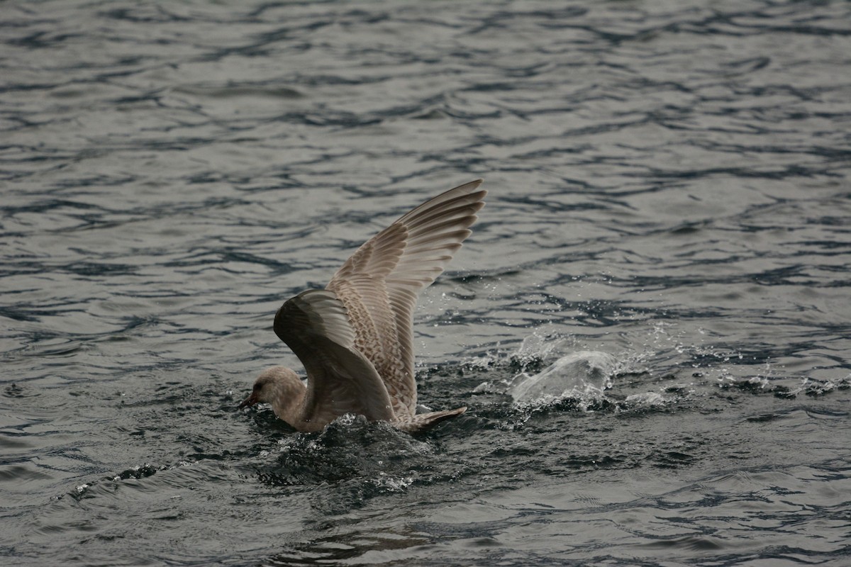 Iceland Gull (Thayer's) - Gary Davidson