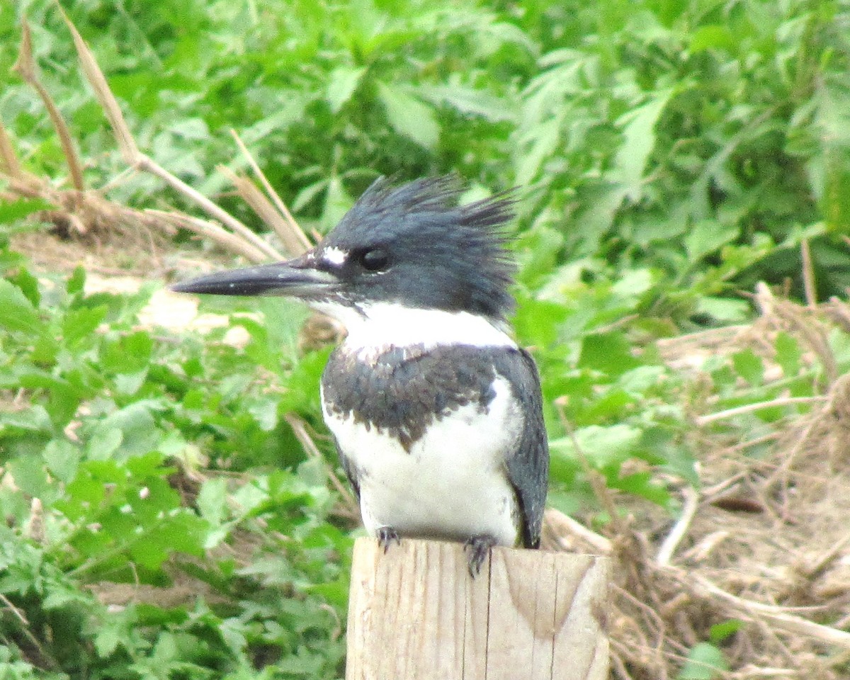 Belted Kingfisher - ML75473381
